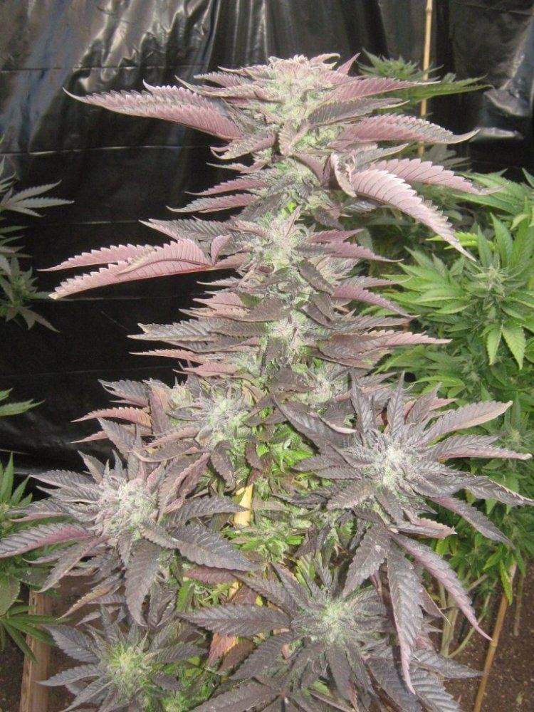 Tropicoma49
