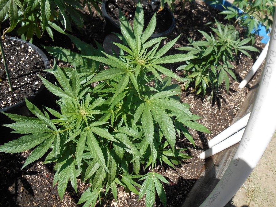 Tropicoma510