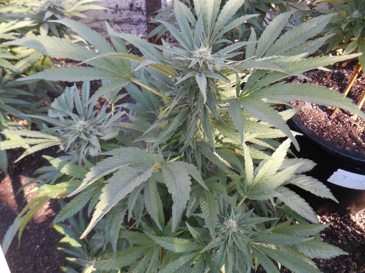 Tropicoma526