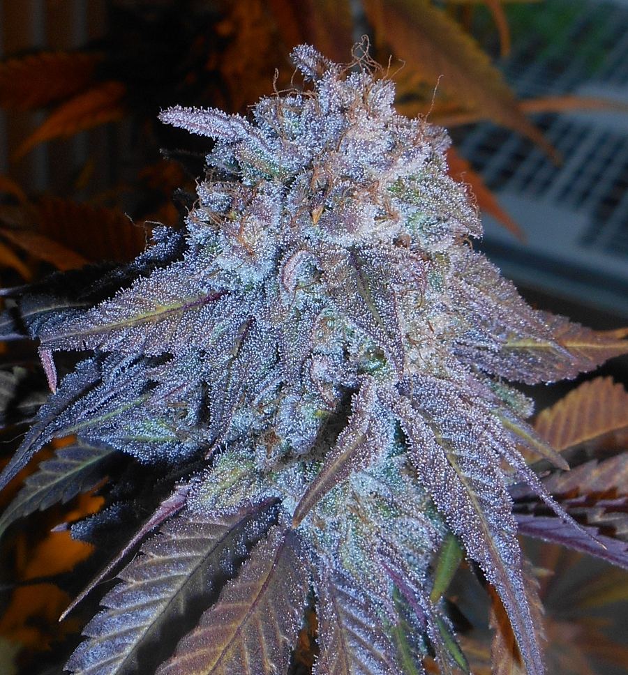 Tropicoma53days
