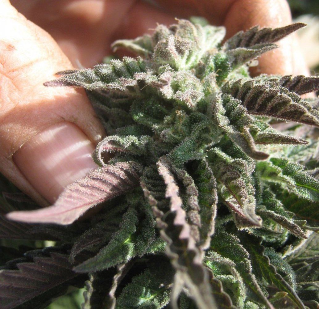 Tropicoma55