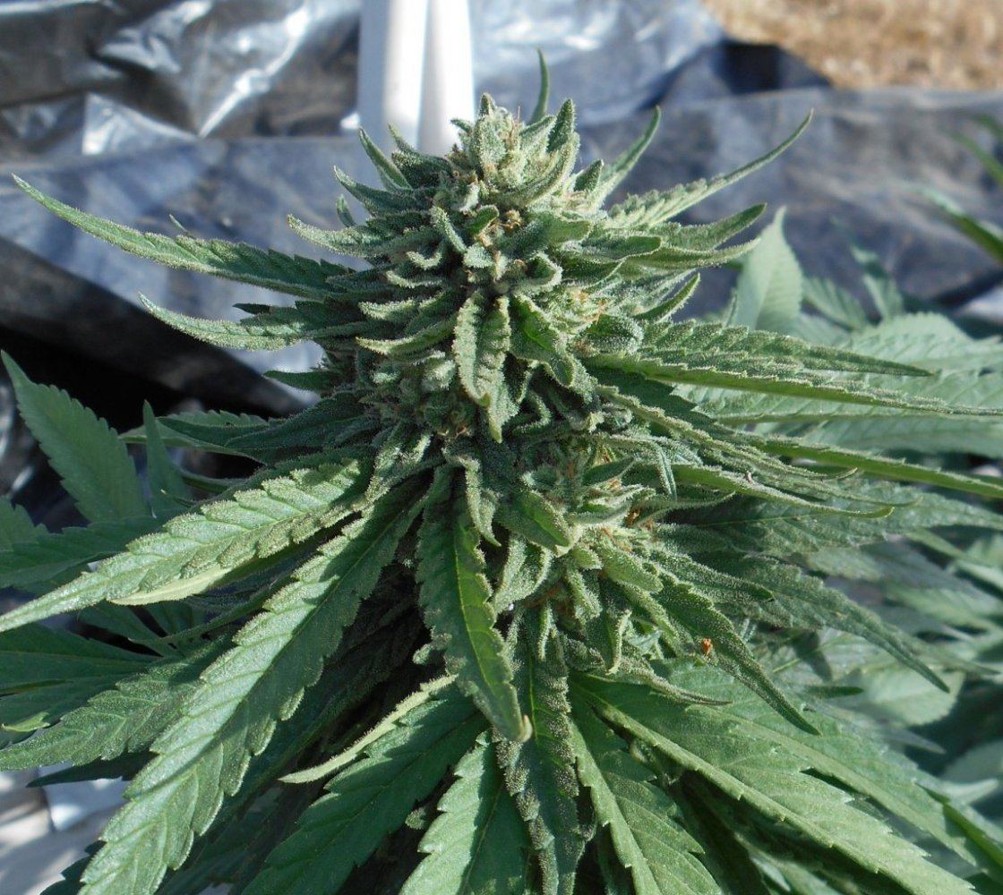 Tropicoma611