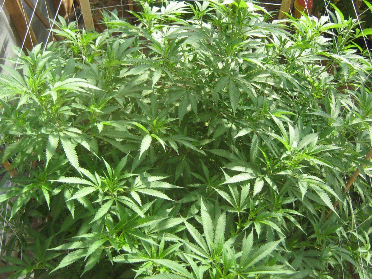 Tropicoma620