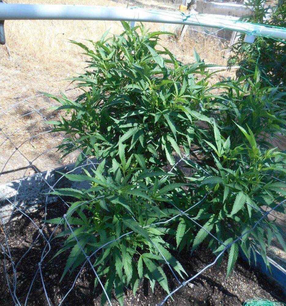 Tropicoma725