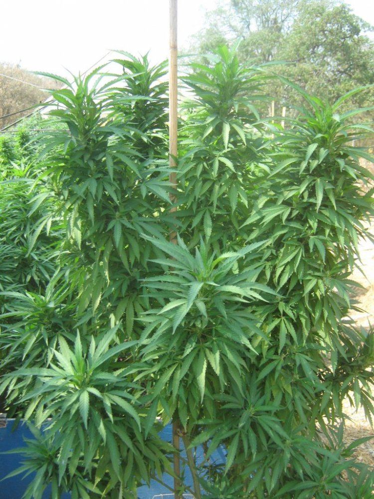 Tropicoma727