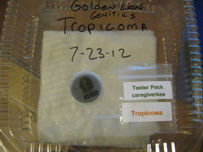 Tropicoma7 23