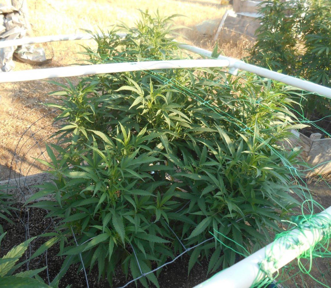 Tropicoma87