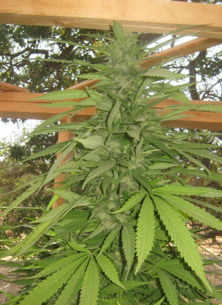 Tropicoma912
