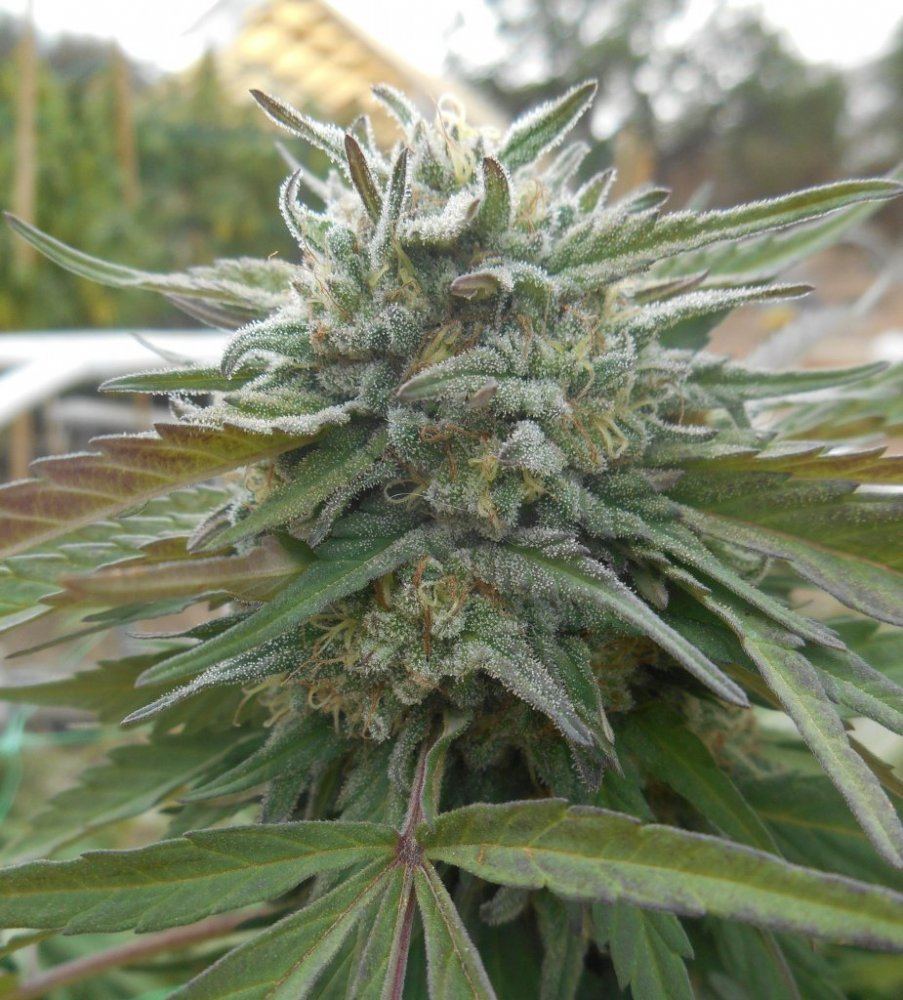 Tropicoma928