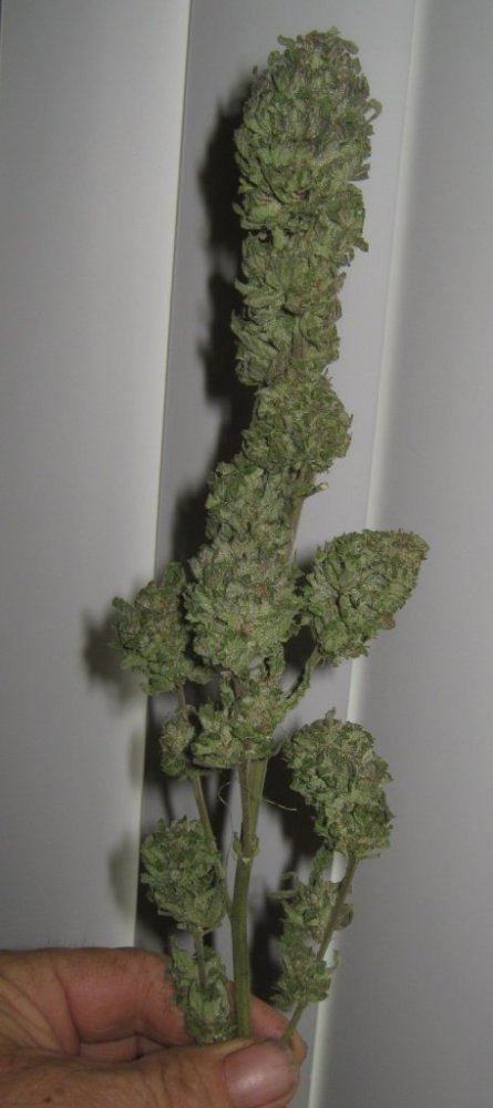 Tropicomabranch59