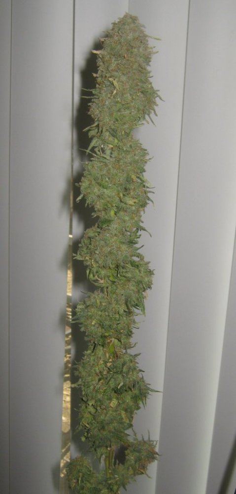 Tropicomaclosetspear716