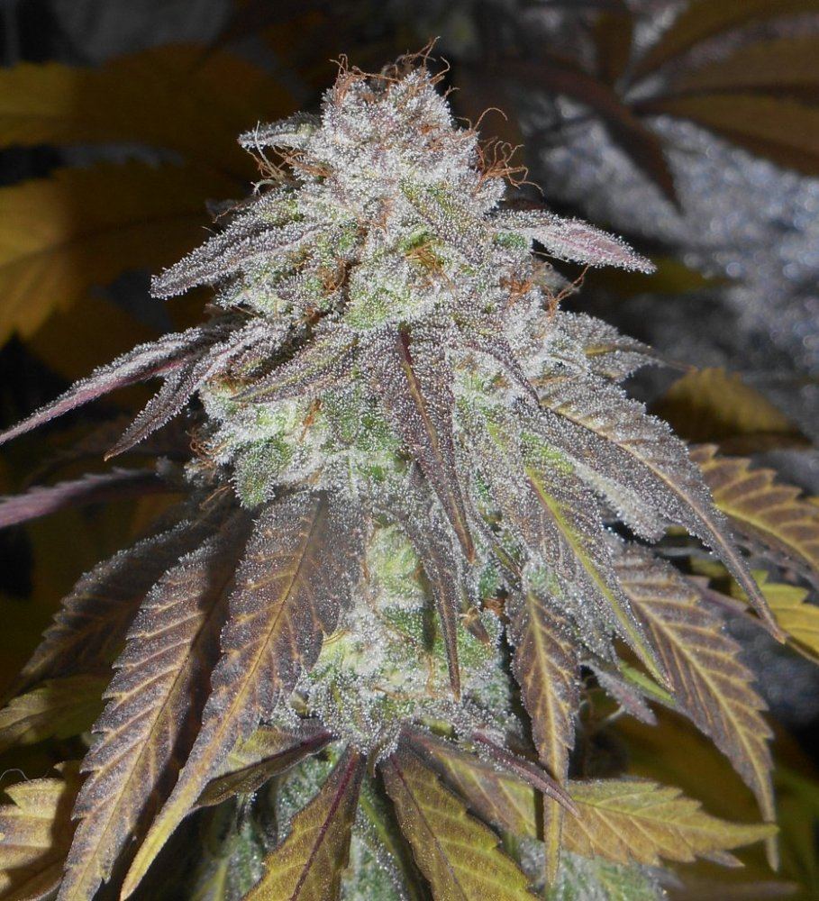 Tropicomacloseup224