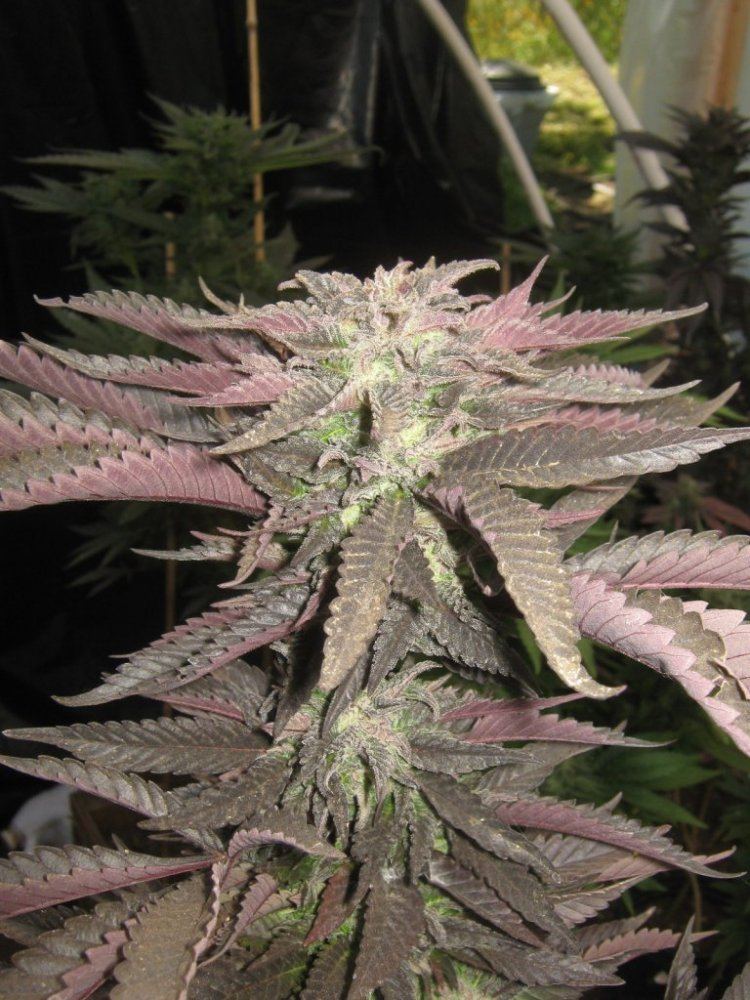 Tropicomacloseup49