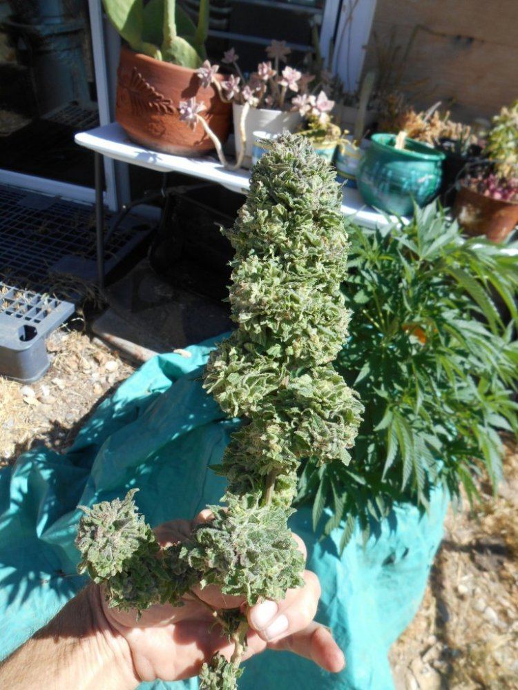 Tropicomacupplant