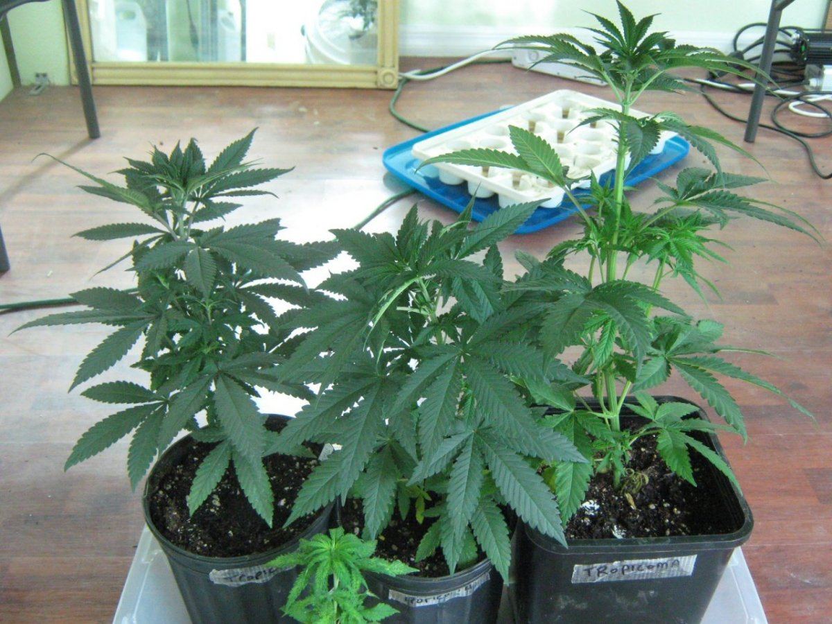 Tropicomafemales9 15