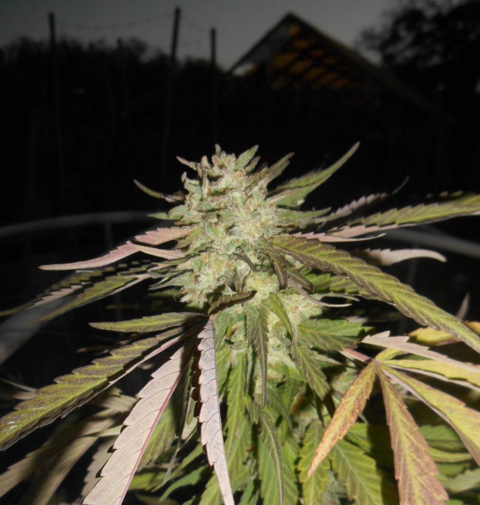 Tropicomaflash107