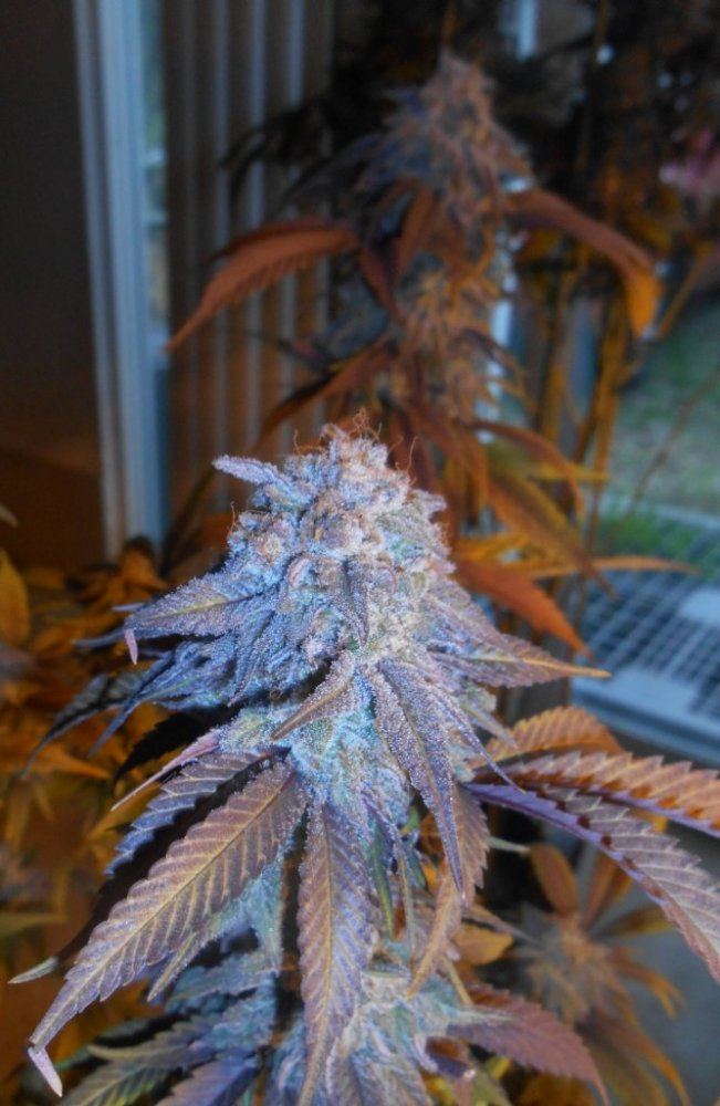 Tropicomafurtherback