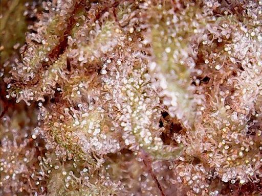 Tropicomalien6ed