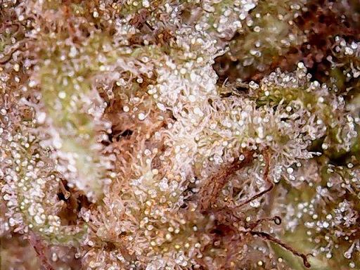 Tropicomalien7ed