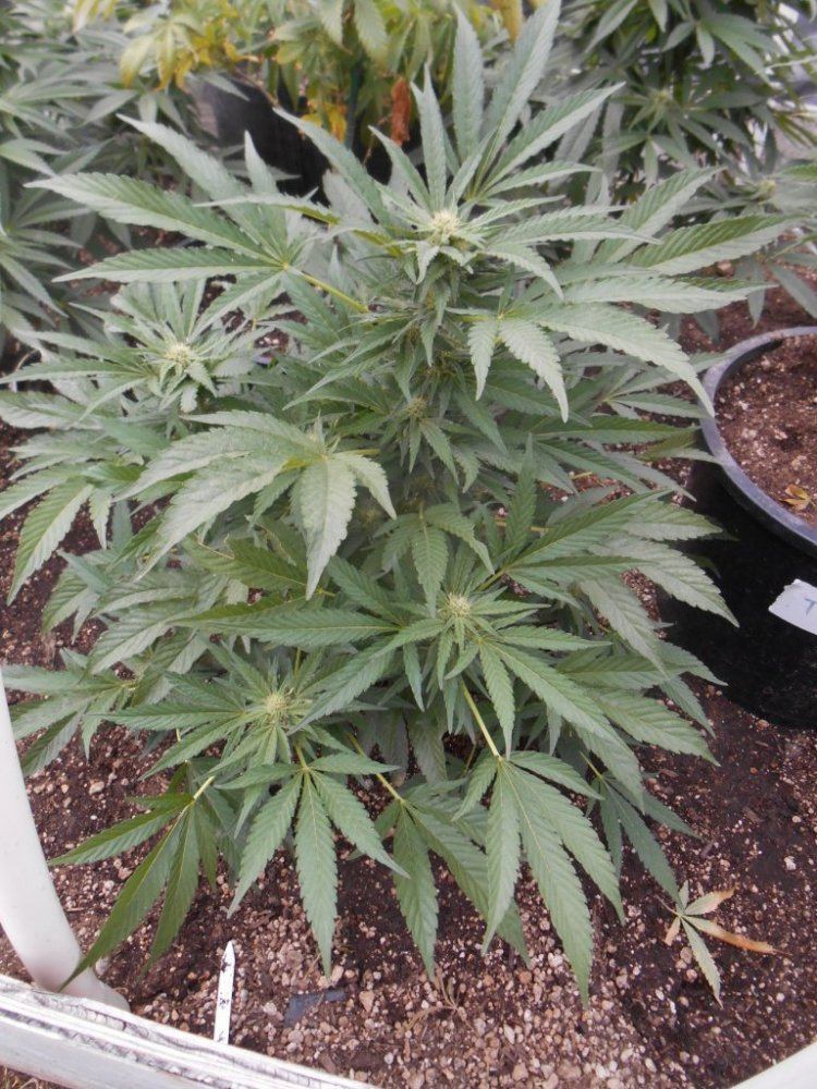 Tropicomalightdep520