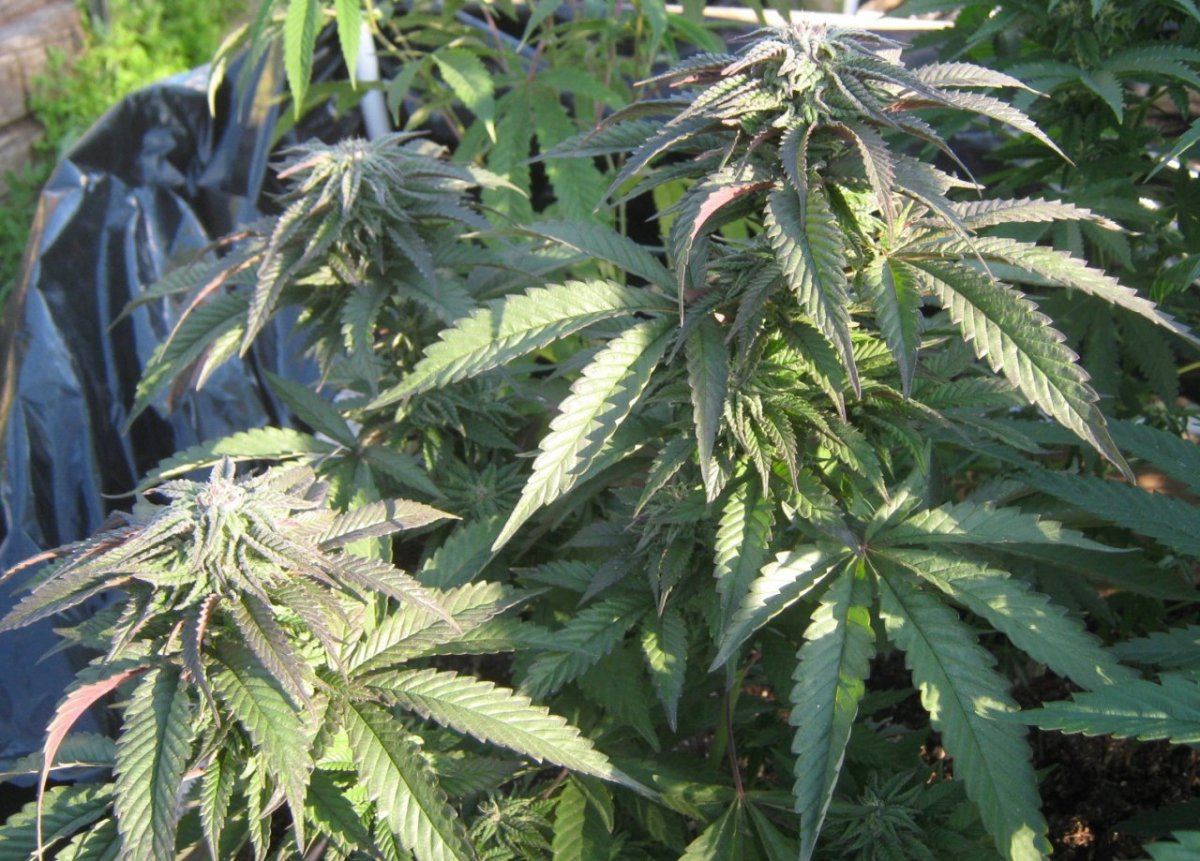 Tropicomalitedep2 411