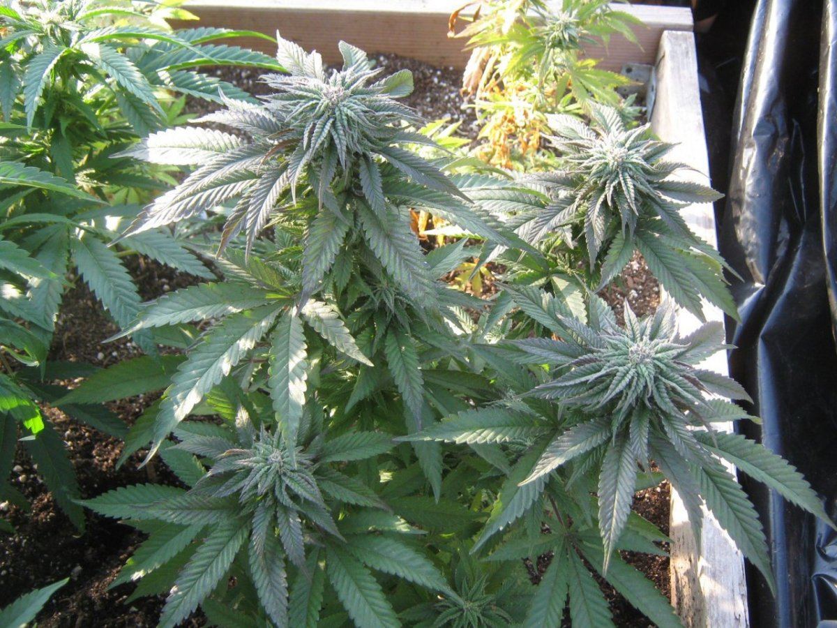 Tropicomalitedep411