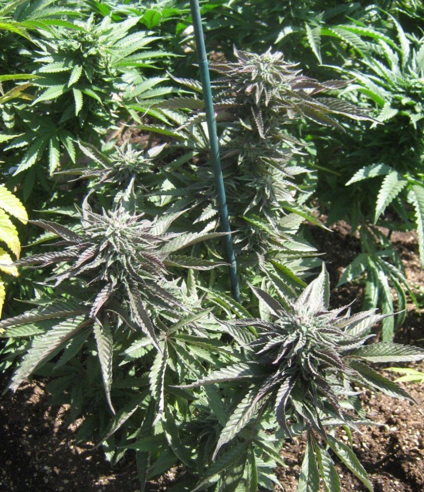 Tropicomalitedep425