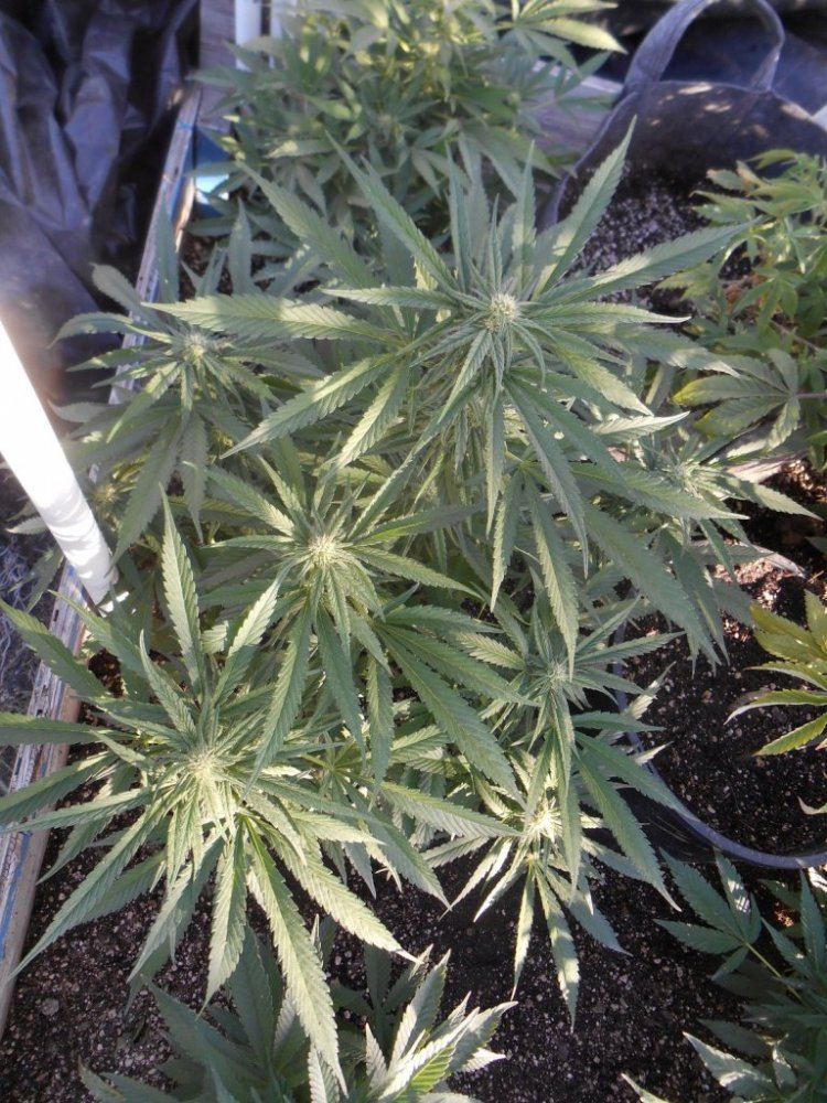 Tropicomalitedep518