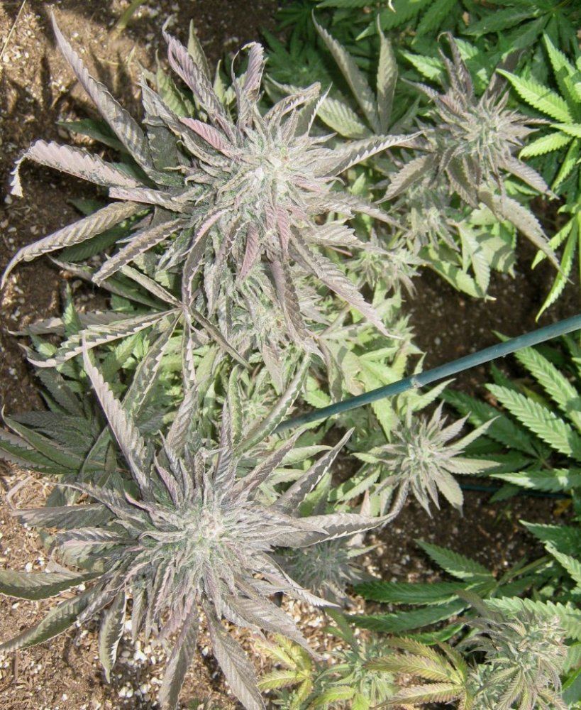 Tropicomalitedep59