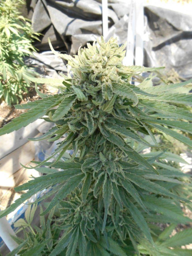 Tropicomalitedep618