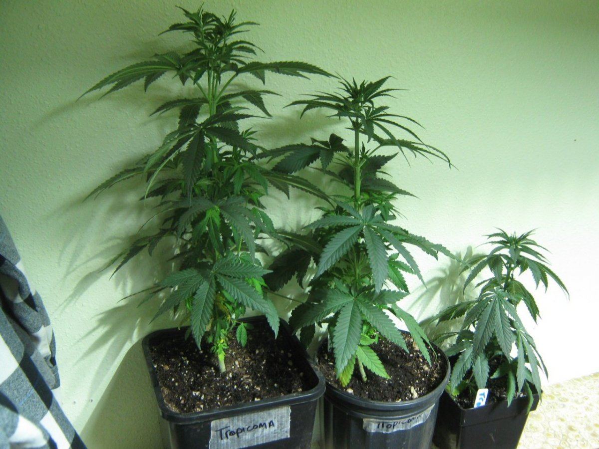 Tropicomamales9 15