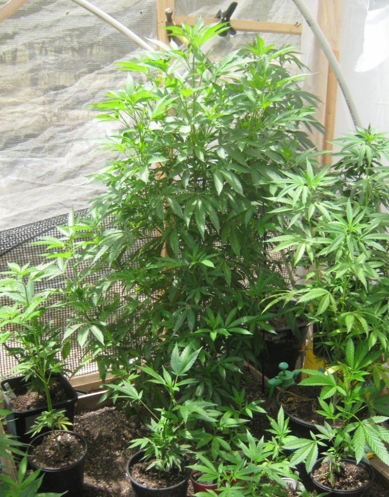 Tropicomamom55