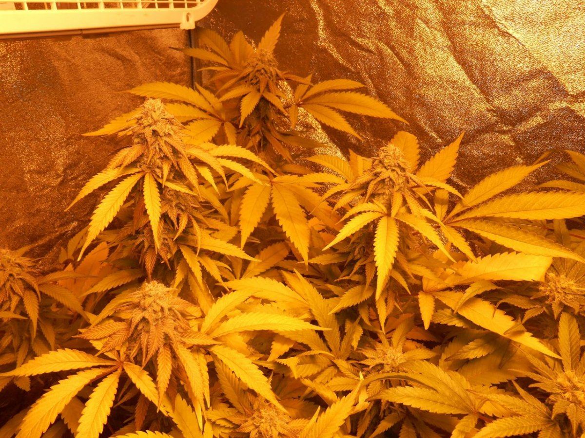 Tropicomaplant220