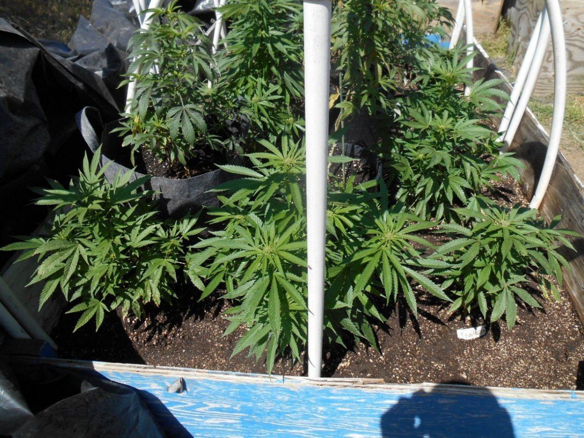 Tropicomas510