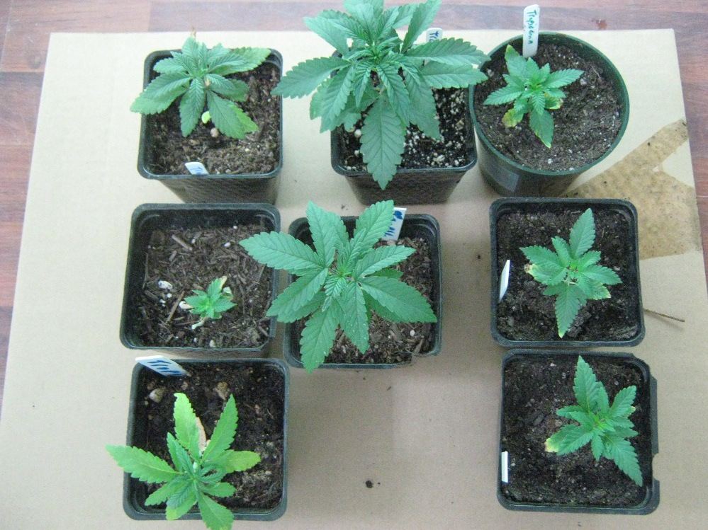 Tropicomas8 17