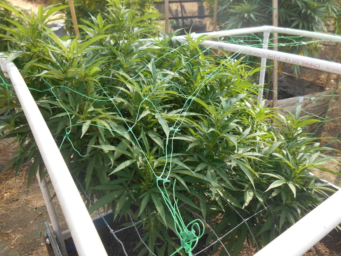 Tropicomasideveiw812