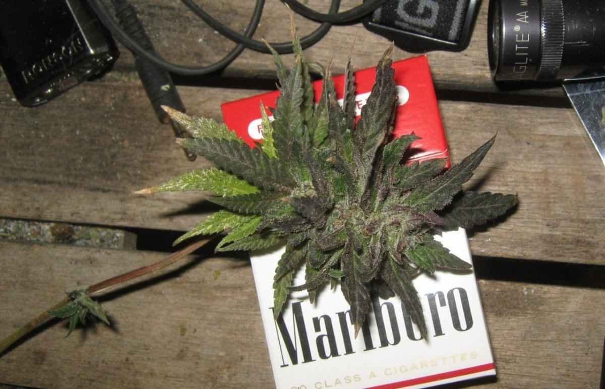 Tropicomatestbud328