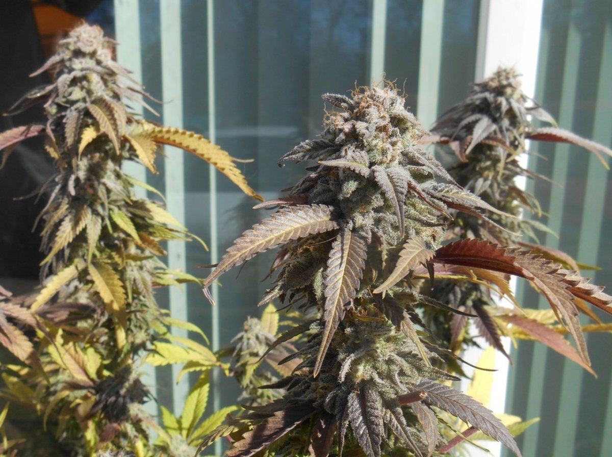 Tropicomatops55days