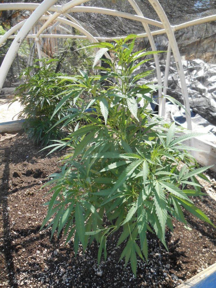 Tropicomatree623