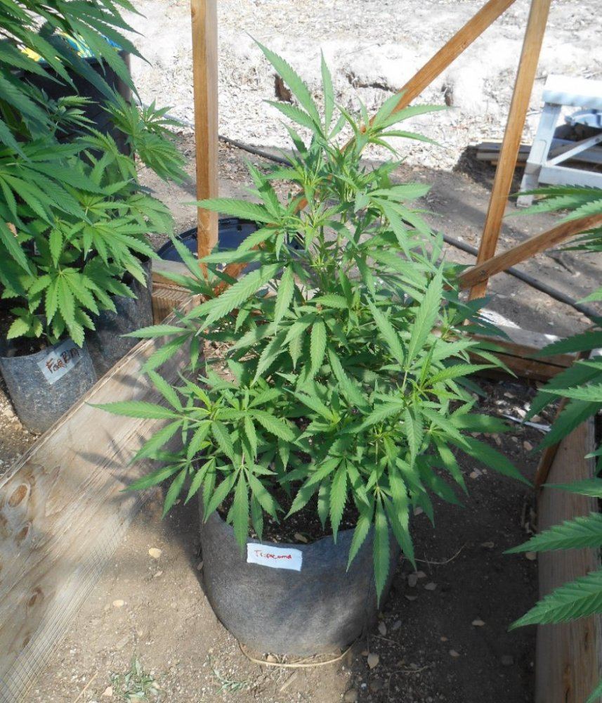 Tropicomatreeon618