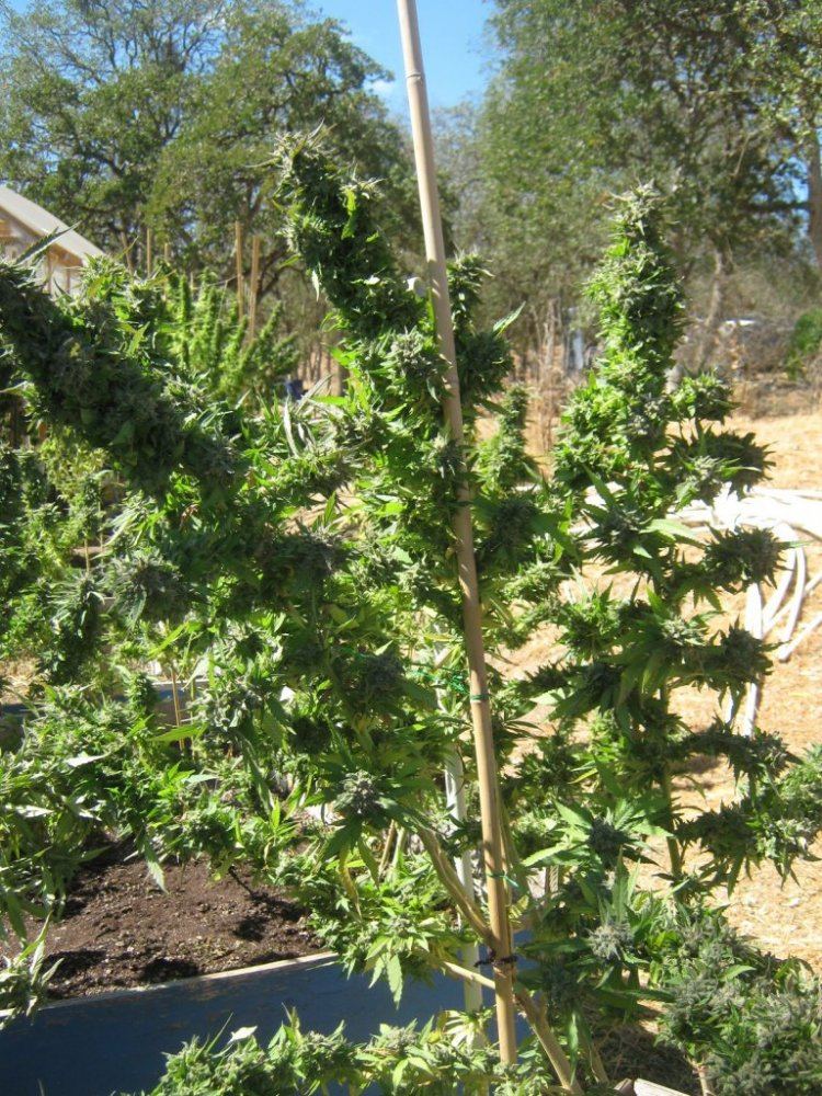 Tropicomedone
