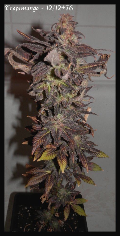 Tropmango 1   76 days   1