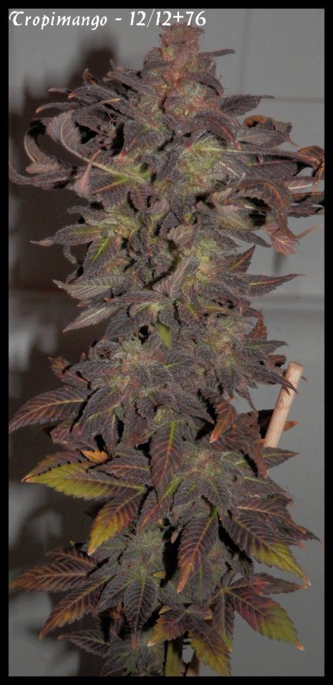 Tropmango 1   76 days   2
