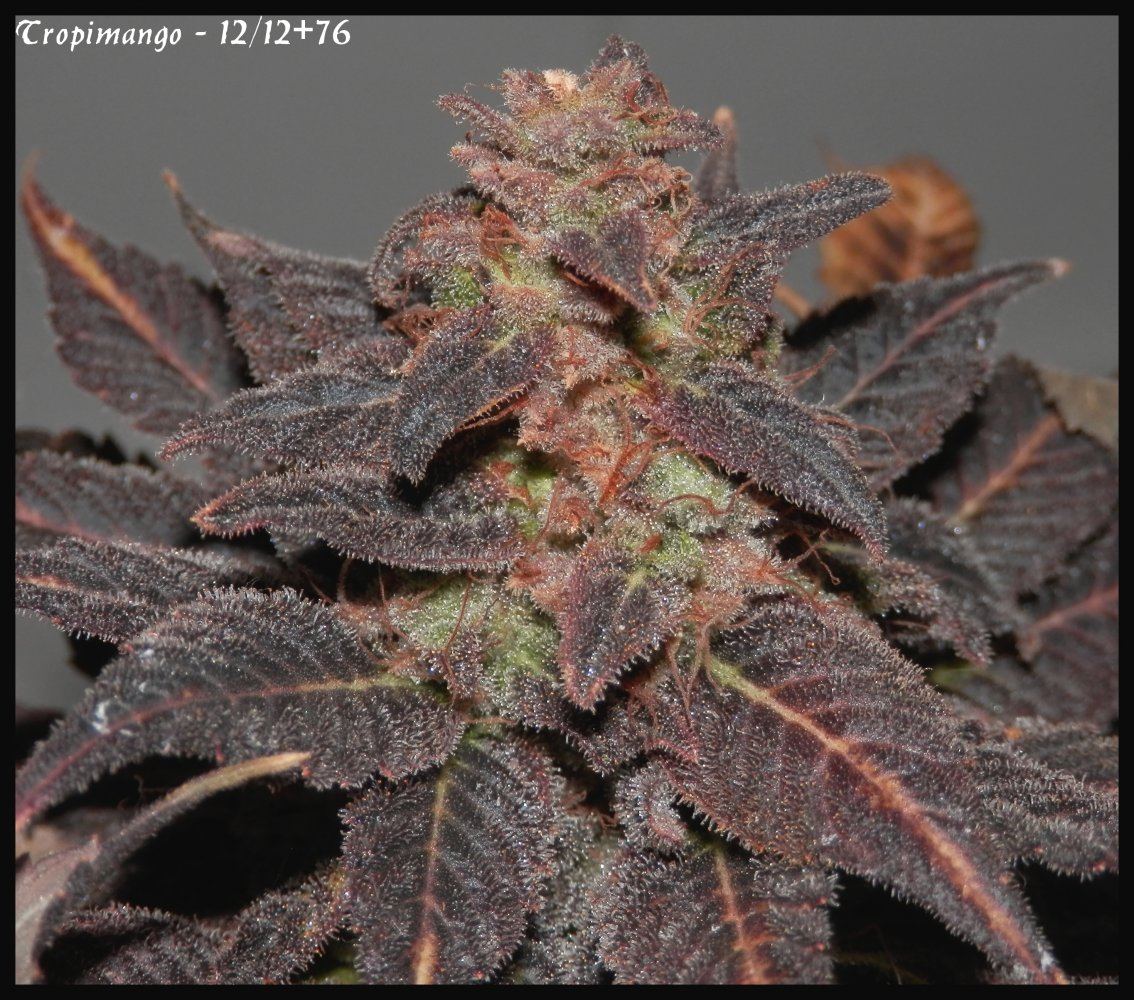 Tropmango 1   76 days   3