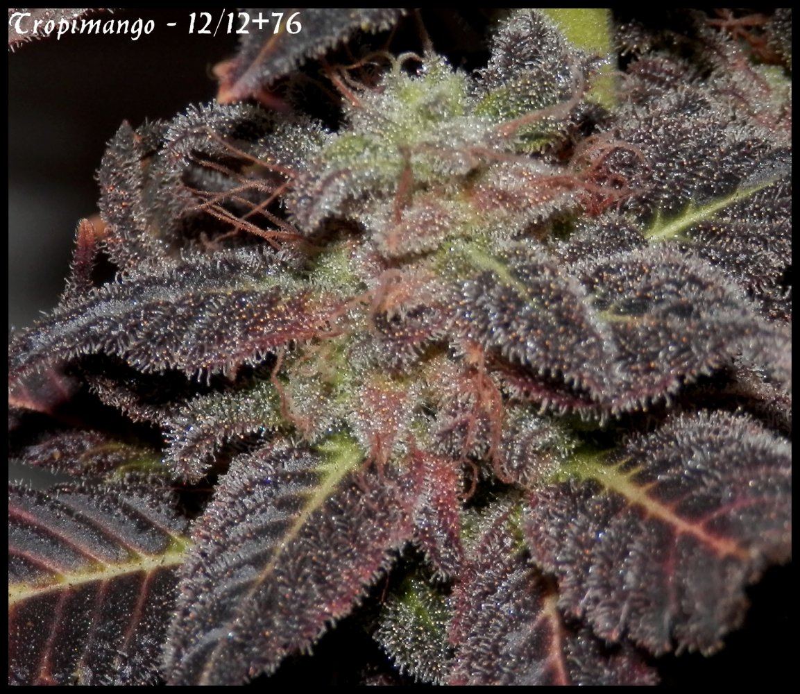 Tropmango 1   76 days  4