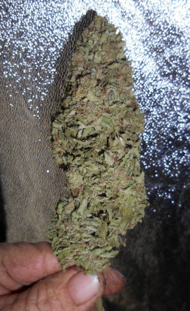 Tropnug