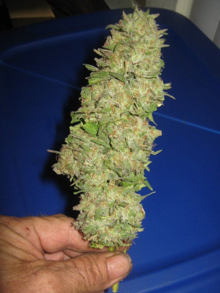 Tropspeartrimed