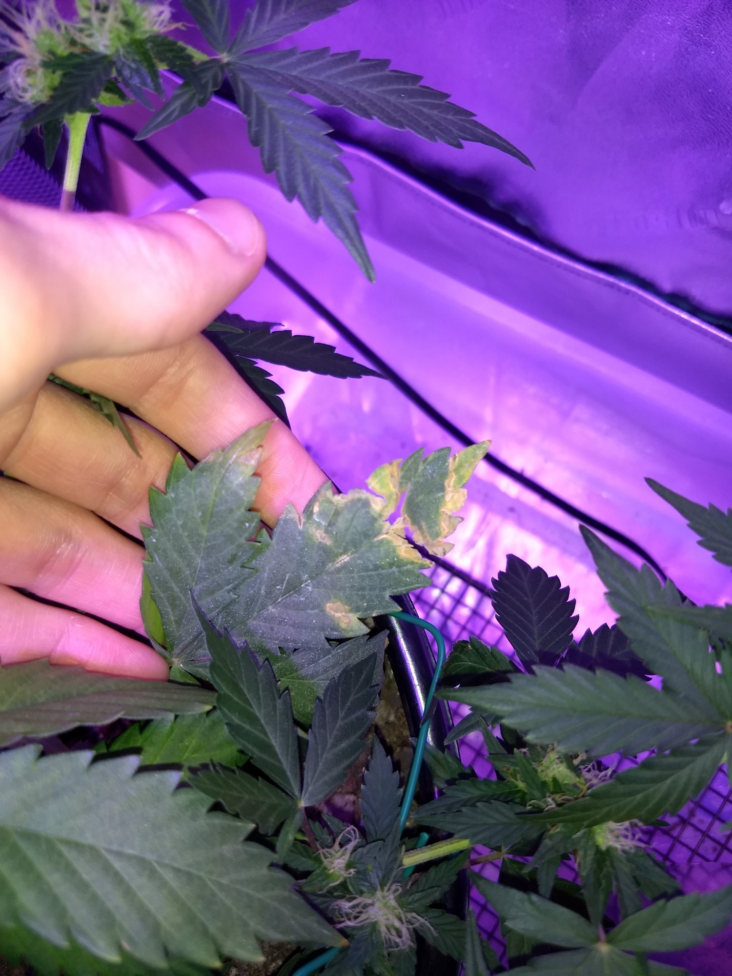 Trouble identifying cause of yellowing and browning leaves 3