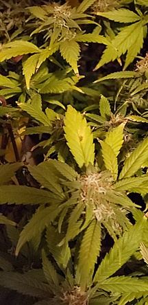 Trouble with continued yellowing on the leave into grow