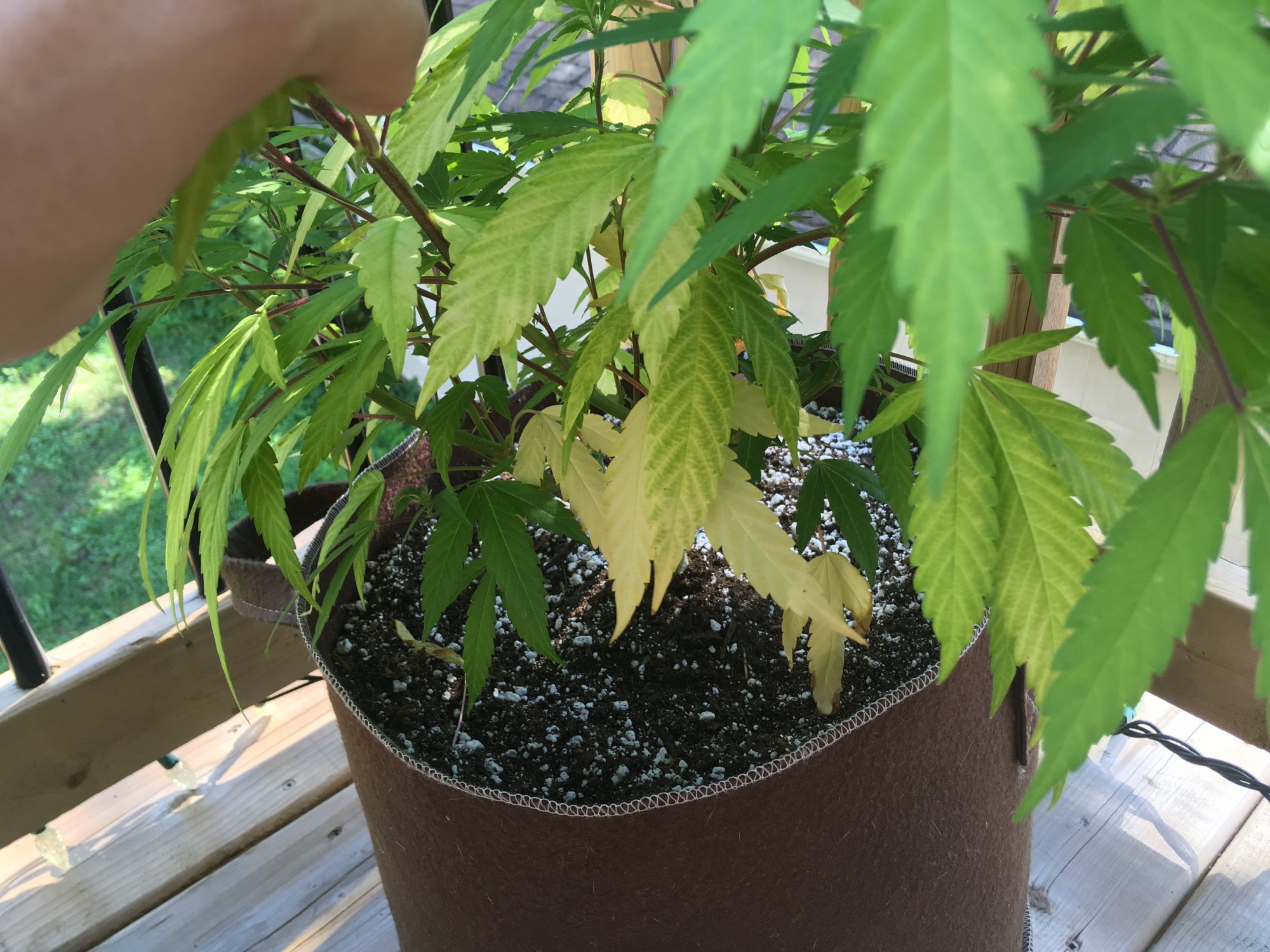 Troubleshooting slow flowering and yellow leaves on outdoor purple kush clone 2